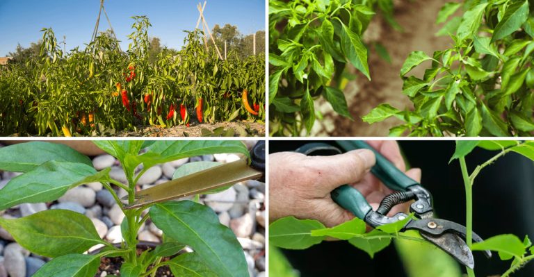 How to Get More Chillies by Topping and Trimming the Plants (Just Right)