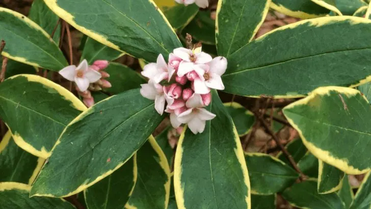 How to Grow a Garden That Smells Different Every Month