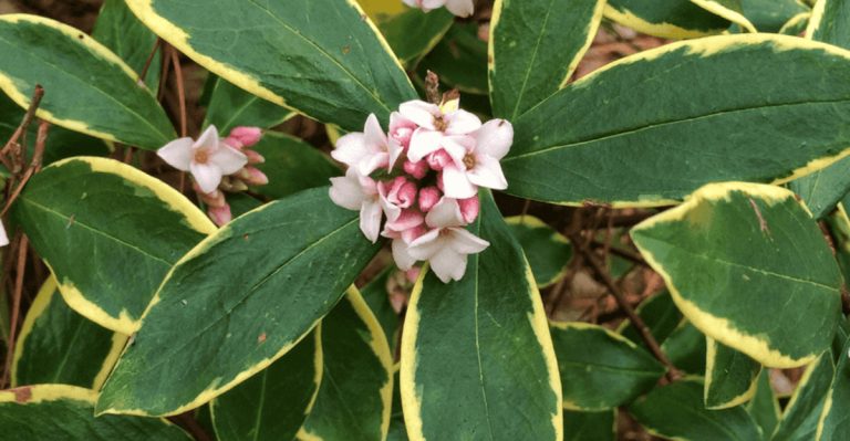 How to Grow a Garden That Smells Different Every Month