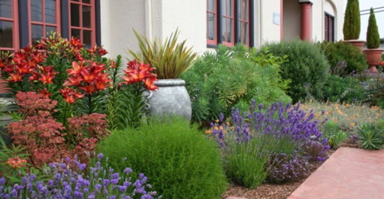 How to Grow a Mediterranean Garden Without Irrigation