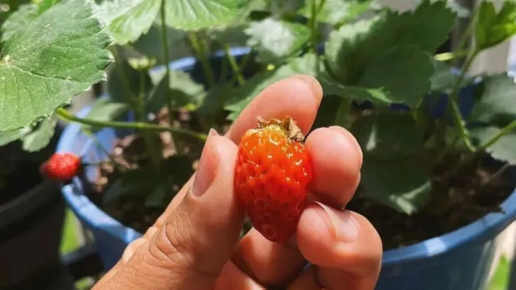 How to Grow a Mini Food Forest in Just 10 Square Feet