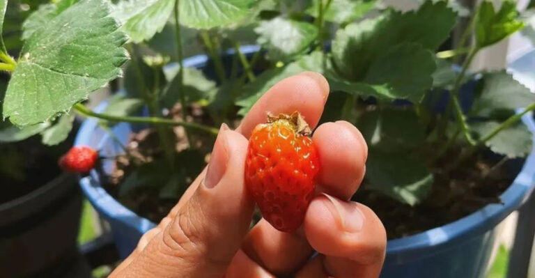 How to Grow a Mini Food Forest in Just 10 Square Feet