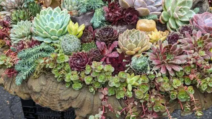 How to Grow a Rock Garden Without Soil (Yes, Really)