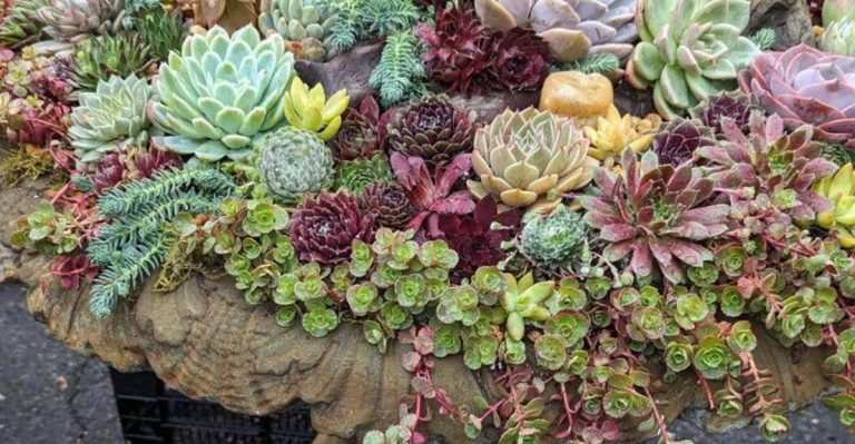 How to Grow a Rock Garden Without Soil (Yes, Really)