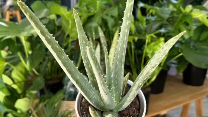 How to Grow an Entire Herbal First Aid Kit in One Container