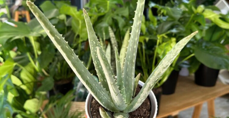 How to Grow an Entire Herbal First Aid Kit in One Container
