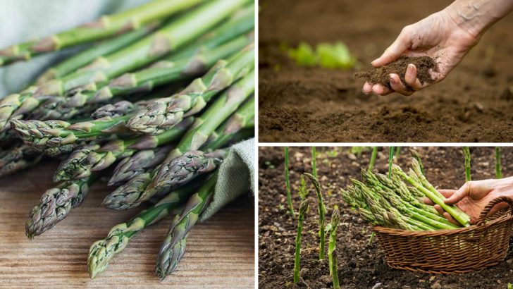 How to Grow Asparagus Once and Harvest It for Decades