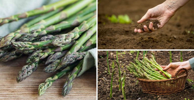 How to Grow Asparagus Once and Harvest It for Decades