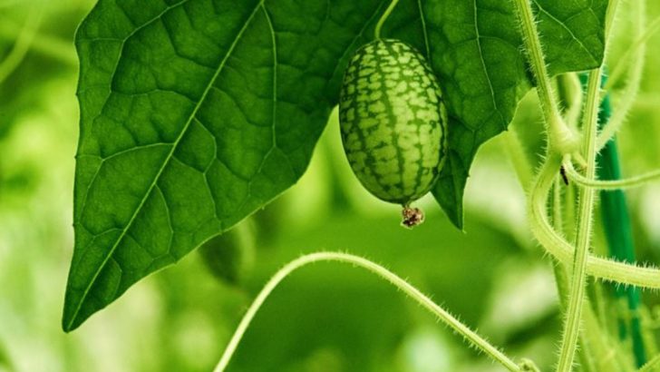 How to Grow ‘Companion Vines’ That Support Each Other Without a Trellis