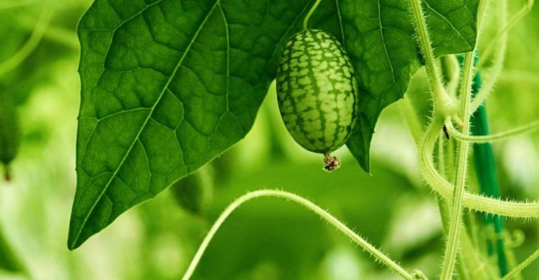 How to Grow ‘Companion Vines’ That Support Each Other Without a Trellis