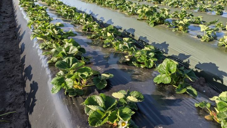 How To Grow Crops Without Pesticides