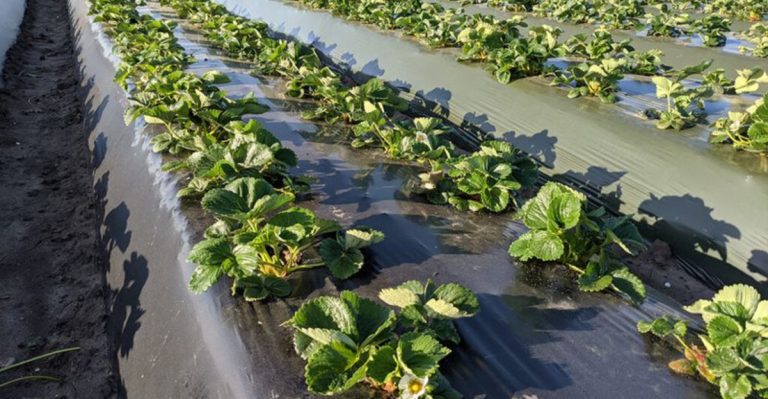 How To Grow Crops Without Pesticides