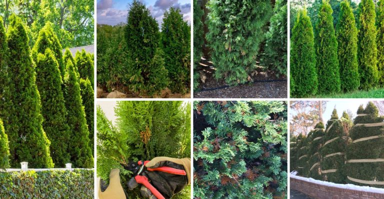 How to Grow Emerald Green Arborvitae for the Perfect Privacy Screen