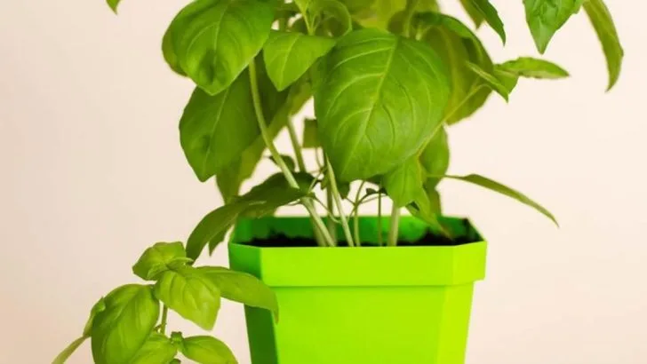 How To Grow Incredible Basil Plants That Never Stop Producing