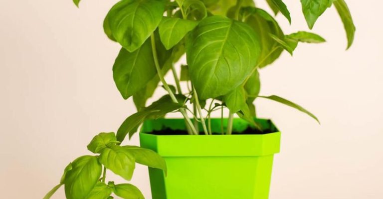 How To Grow Incredible Basil Plants That Never Stop Producing