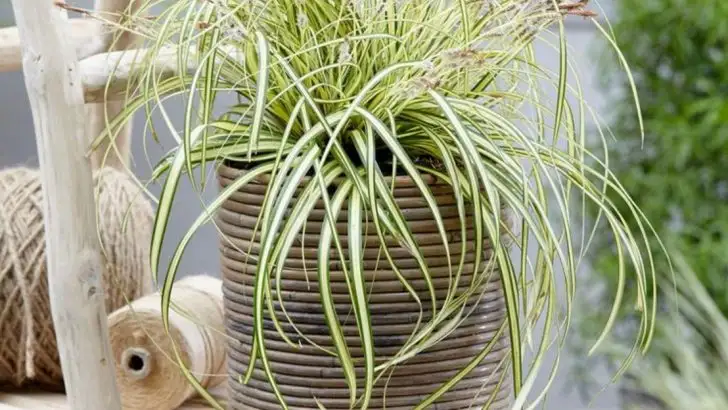 How to Grow Japanese Sedge—The Grass That Works Anywhere
