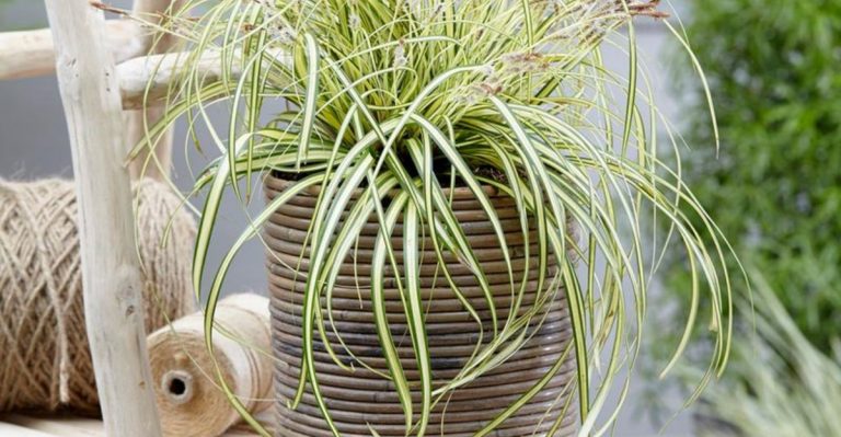 How to Grow Japanese Sedge—The Grass That Works Anywhere