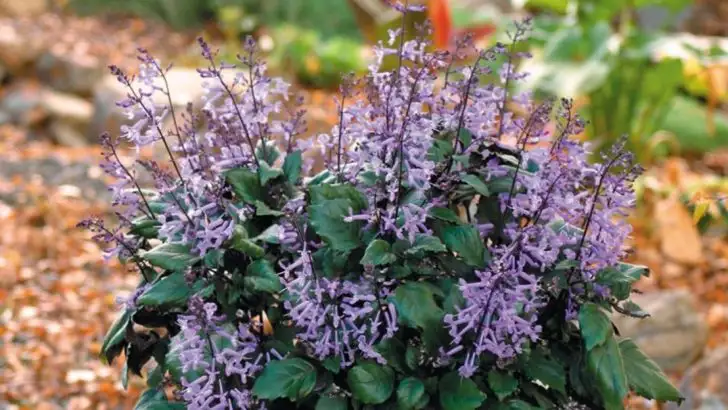 How to Grow ‘Mona Lavender’ for Color That Lasts Into Fall