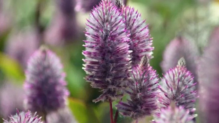 How to Grow Ptilotus and Give Your Garden Something Different