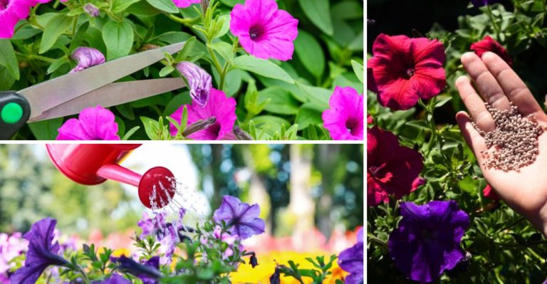 How to Keep Your Petunias Looking Full and Flowering