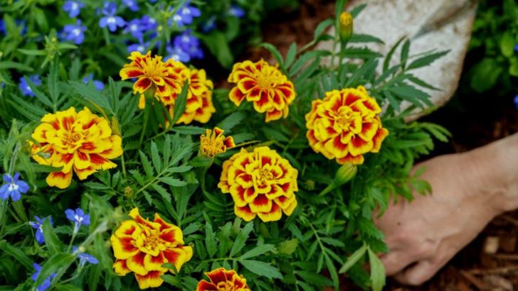 How to Make Your Garden Whisper—Sound-Based Companion Planting