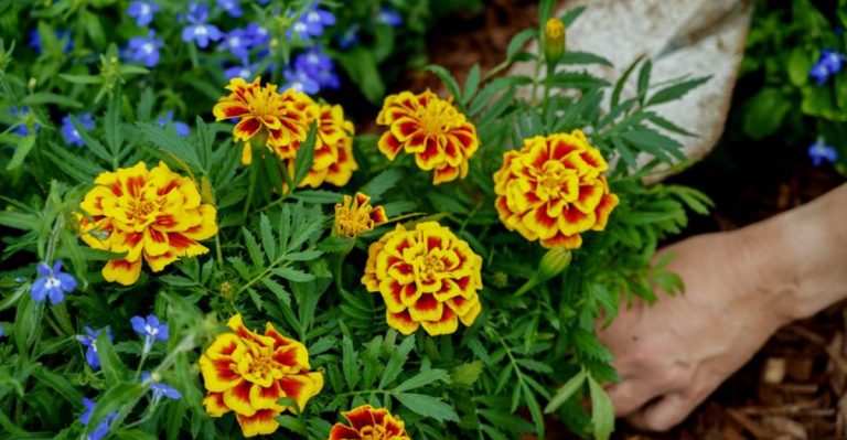 How to Make Your Garden Whisper—Sound-Based Companion Planting