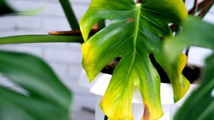 How to Tell If Your Plant Needs Potassium—Not More Water