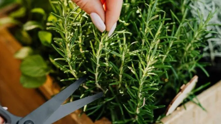 How to Trick Your Herbs Into Producing More Oil (Better Flavor, Better Aroma)