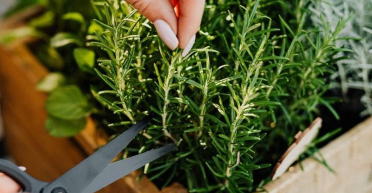 How to Trick Your Herbs Into Producing More Oil (Better Flavor, Better Aroma)