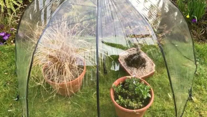 How to Turn an Old Umbrella Into a Mini-Greenhouse for Fragile Plants