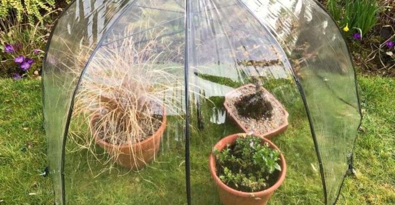 How to Turn an Old Umbrella Into a Mini-Greenhouse for Fragile Plants