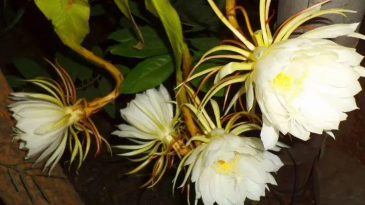 I Built a Bench That Faces the Moon—and Watched What Bloomed Beside It