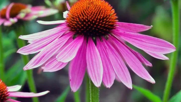 I Divided 14 Perennials This Spring—Here’s Which Thrived and Which I’d Never Do Again