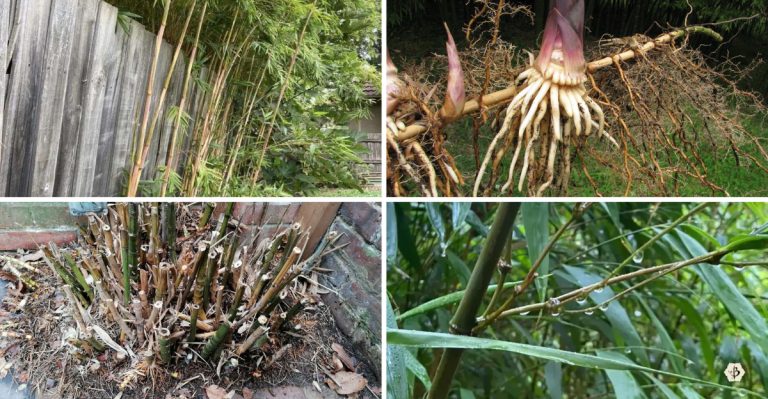 I Grew Bamboo for Years – Here’s Why I’ll Never Make That Mistake Again