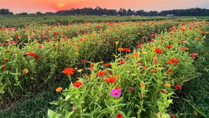 I Let My Garden Decide Its Own Shape—Here’s the Map It Made