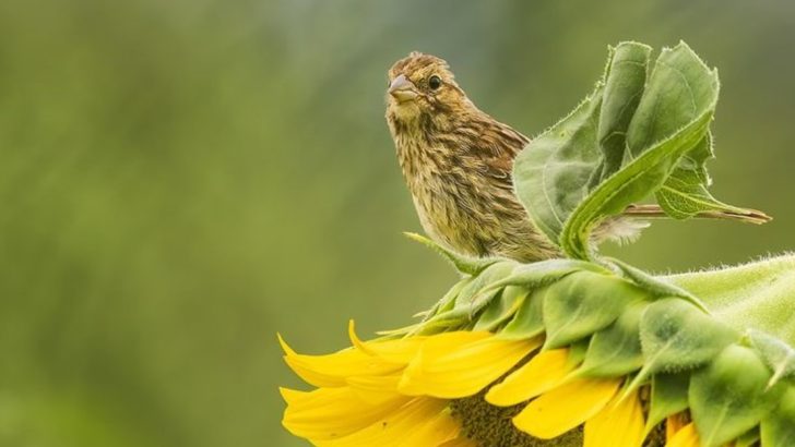 I Measured Which Birds Visited Which Plants—Here’s What Surprised Me