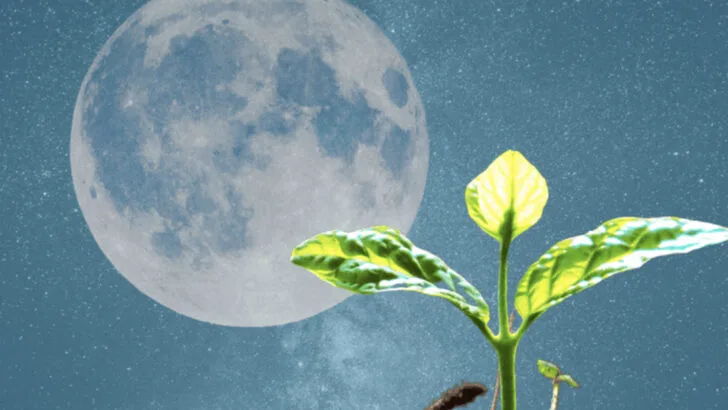I Planted by the Moon Phases for 60 Days—Here’s What Really Happened