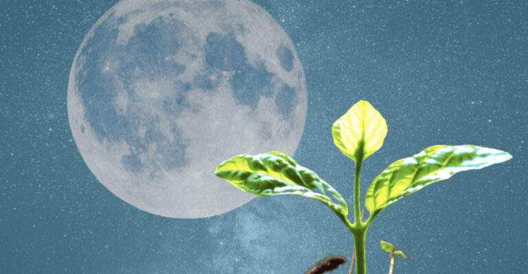 I Planted by the Moon Phases for 60 Days—Here’s What Really Happened