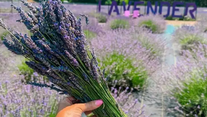 I Tested 15 ‘Drought-Resistant’ Shrubs—Only 8 Survived My Neglect