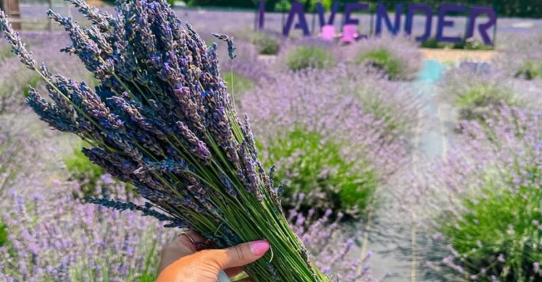 I Tested 15 ‘Drought-Resistant’ Shrubs—Only 8 Survived My Neglect