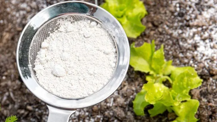 I Tried 18 Organic Pest Control Methods—Only Half Actually Worked