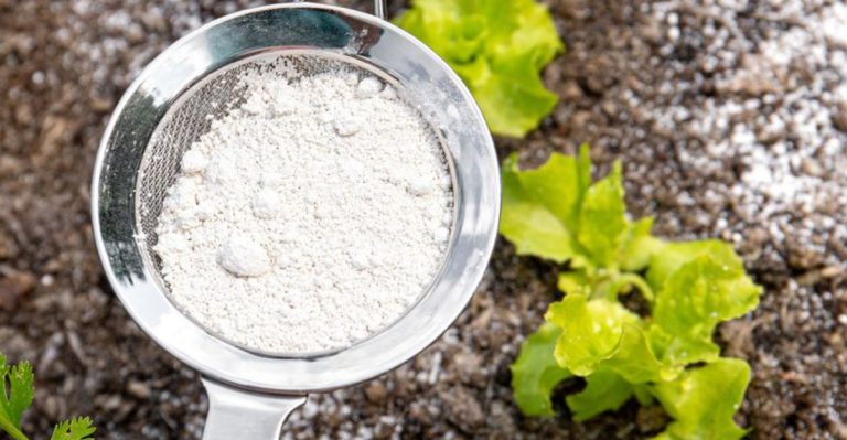 I Tried 18 Organic Pest Control Methods—Only Half Actually Worked