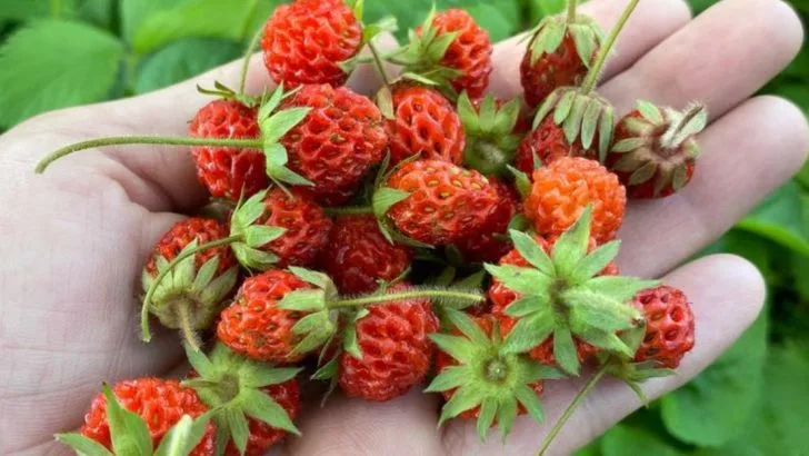 I Used Only Volunteer Plants for a Year—Here’s What Stayed and What Didn’t