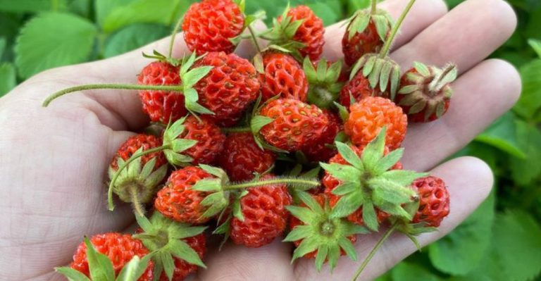 I Used Only Volunteer Plants for a Year—Here’s What Stayed and What Didn’t