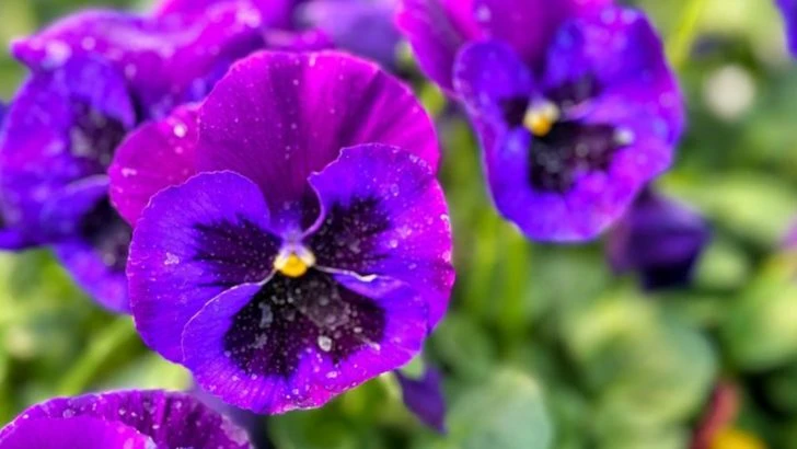 If Nasturtiums Are Your Go-To for Easy Color, These 13 Edible Flowers Deserve a Try Too