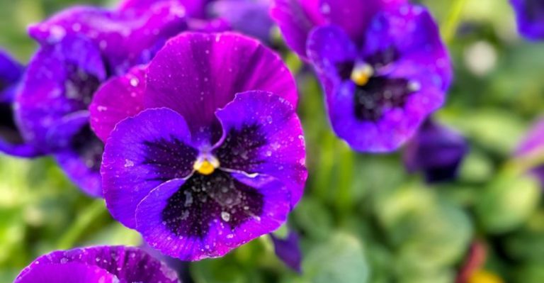 If Nasturtiums Are Your Go-To for Easy Color, These 13 Edible Flowers Deserve a Try Too