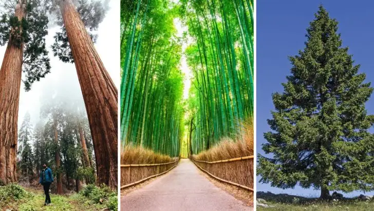 If Sunflowers Make You Smile Every Summer, These 14 Tall Beauties Will Keep the Joy Going