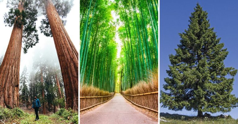 If Sunflowers Make You Smile Every Summer, These 14 Tall Beauties Will Keep the Joy Going