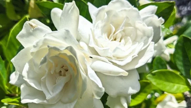 If You Can’t Get Enough of Your Lavender in Summer, Try These 16 Scented Favorites Next