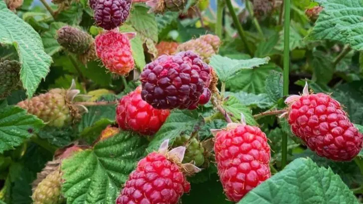 If You Couldn’t Keep Strawberries Alive, These 14 Berries Are Easier to Grow at Home